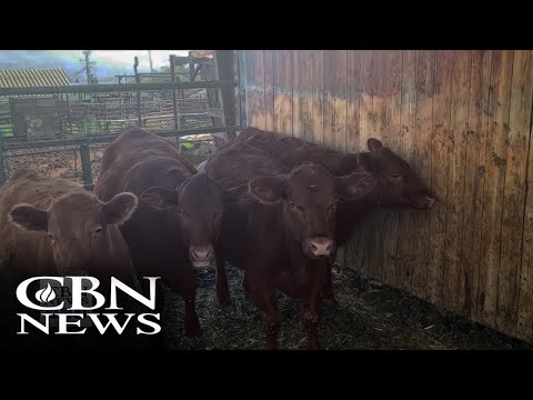 Prophetic Anticipation Builds - Unblemished Red Heifers for Temple Ceremony Soon Come of Age