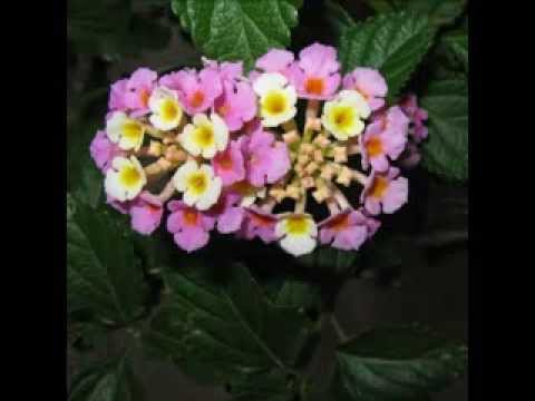 The Taylor Trio - Lange: Flower Song (Edelweiss, Op. 31)