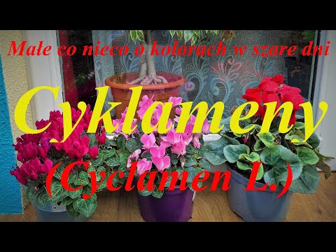 Cyklameny. Barwy późno-jesienne.