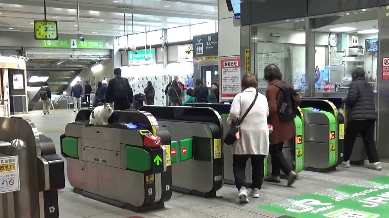 忠犬ハチいや猫．駅で爺をまつ＊ニャン