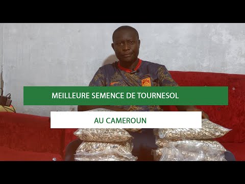 , title : 'MEILLEURE SEMENCE DE TOURNESOL'