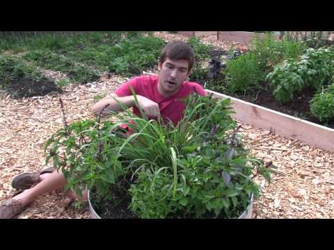 How to Grow Lemongrass - Complete Growing Guide