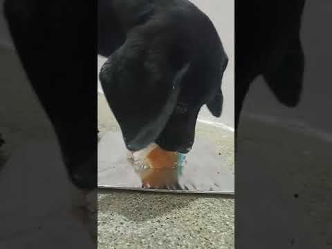 Cut lab eating birthday cake