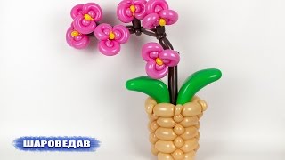 סחלב הבלונים