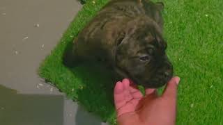 Video preview image #4 Cane Corso Puppy For Sale in SAINT AUGUSTINE, FL, USA