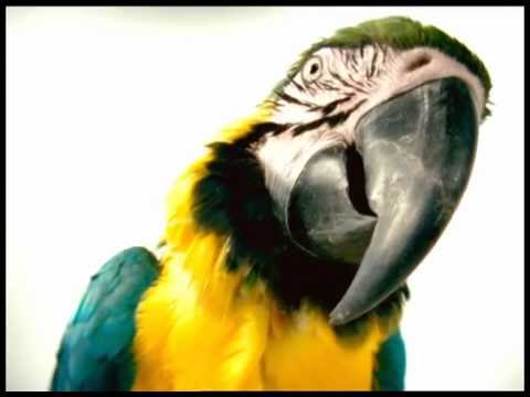 Yelloworld Papagei italienisch