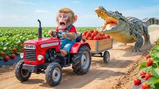 Download lagu Monkey NaNa’s Strawberry Harvest Turns CHAOTIC… A Giant Crocodile Appears—His Smart Move SHOCKS All! mp3