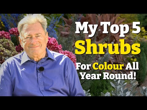 My 5 Must-Have Shrubs: Add Structure and Colour to Your Garden All Year Round!