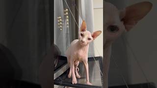 和音で鳴く猫wアレクサンドラ【スフィンクス】
