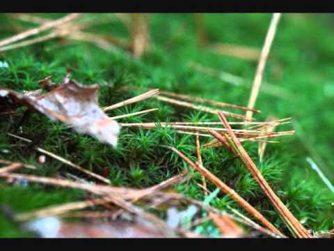 Vivaldi - The Four Seasons "Autumn" Movement 2