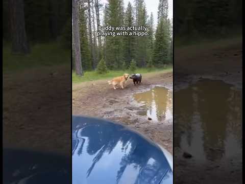 A lost hippo #animals #rescue #shorts