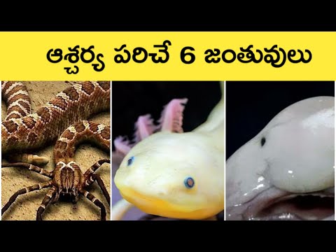 Interesting Facts About Animals in Telugu | UnknownMind BlowingReal Super Powers of Animals