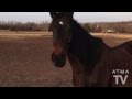 Miniatura del video Things to Know About Owning a Horse