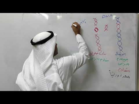 الطفرات وقواعد الجينات - الجزء الثالث -بريدج
