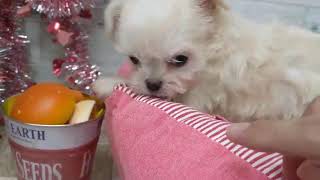 ハーフ犬の動画02