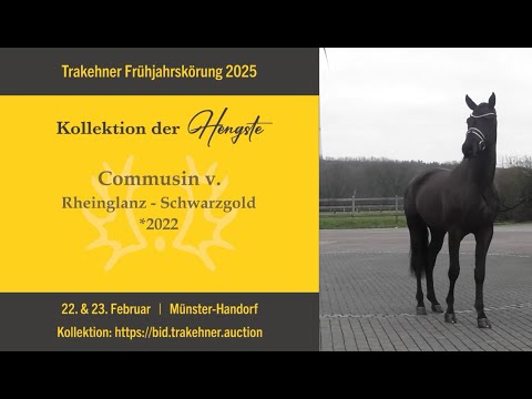 8 - Commusin - Hengst v. Rheinglanz - Schwarzgold *2022