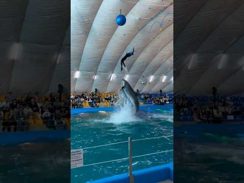 Dolphin Ninja Shocks Everyone! #shorts