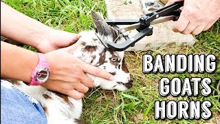 BANDING GOAT HORNS & COW HORNS