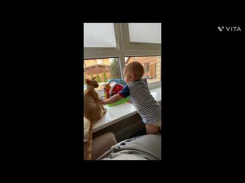 baby cats-cute and funny cat video compilation # viral #viralshorts | the satya show