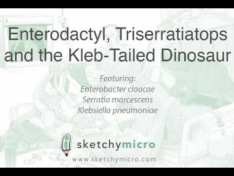 Gram - bacilli enteric tract(10)