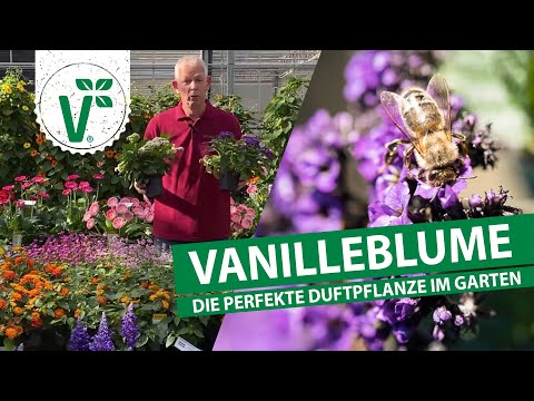 Vanilleblume - Die perfekte Duftpflanze für den Garten