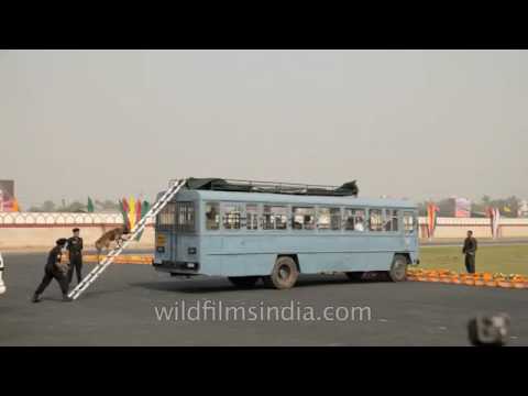 Belgian Shepherd dog