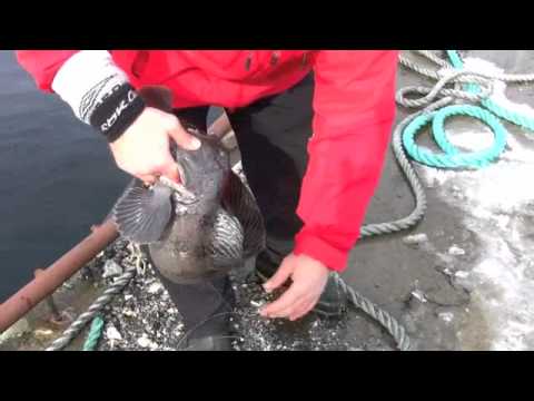 Gary Pye with a nice Wolf Fish on trip to Vik Brygge with Ian Peacock and Barney from Tsf