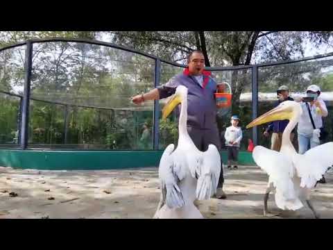 Um parque temático onde humanos e pássaros coexistem na cidade de Shenyang, província de Liaoning
