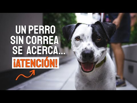 QUÉ debes HACER si SE te ACERCA un PERRO sin CORREA🐕