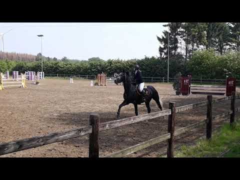 Icarus W.D. 5yo (Cassus x Odermus)