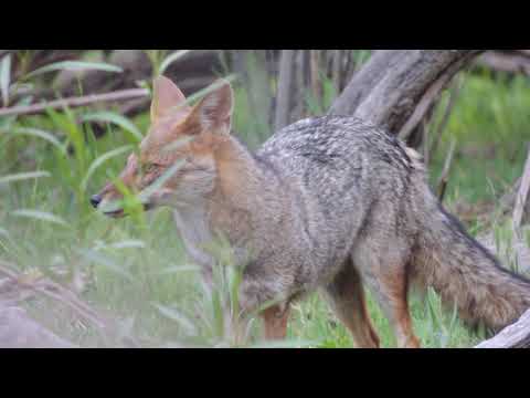 Lycalopex gymnocercus / Zorro Gris Pampeano