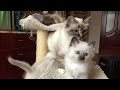Birman Kittens Litter B 4 And C 4 By Saba Cattery Www Birmans Eu