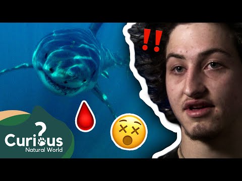 ATTACKED By The Ocean's Most POWERFUL Predator! 🦈 | Human Prey | Curious?: Natural World