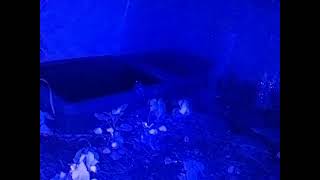 ダルマガエル ライブ 2026/07/04 16:00から2026/07/05 03:55
