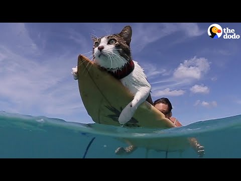 This Hawaiian Cat Loves Surfing With His Parents | The Dodo