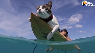 This Hawaiian Cat Loves Surfing With His Parents | The Dodo by The Dodo