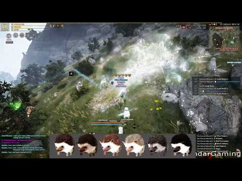 Bdo Hedgehog