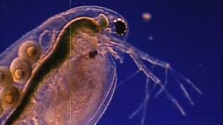 Cut Copy - Zap Zap [Bright Like Neon Love 2004]