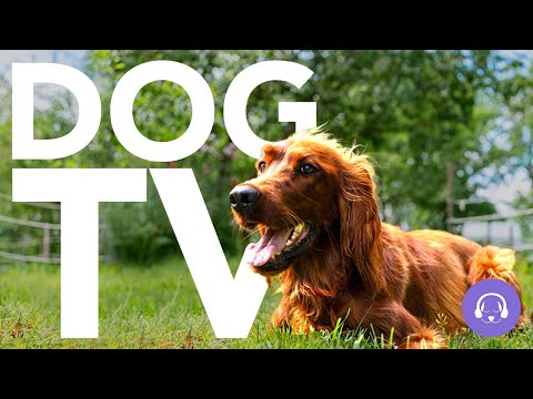 DOG TV - 20 Hours of Non-Stop Excitement and Entertainment! Virtual Dog Walk 📺