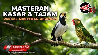 Download lagu 🔴 Live Masteran Tembakan Perkici Gacor Super Beset Rapet vs Jalak Suren Gacor Sejalur Tembakan Kasar mp3