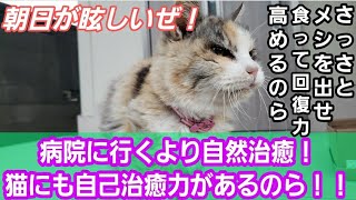 老猫だって身体にガタ出て来ちゃう！🙀人間には負けない凄まじい自然治癒力で完治させるニャンニャン