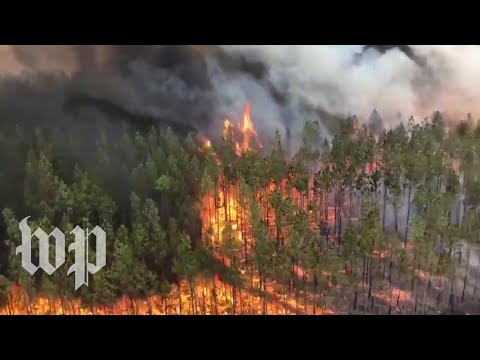 【環境教育】五億動物喪生火海  澳洲森林大火持續延燒 (Australia's wildfires are still raging. Here's what you need to know.)