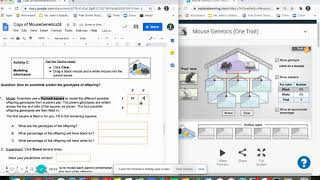Mouse Genetics One Trait Gizmo  Instructions