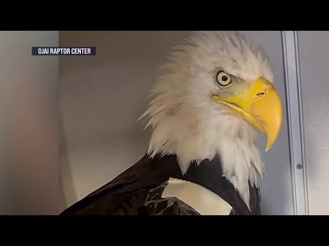 Jackie the eagle’s caregivers face intense response