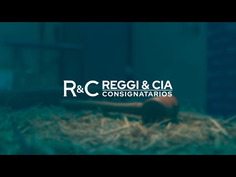 REMATE STREAMING - EL YAGUARÍ Y RINCÓN DE ÁNIMAS SUD