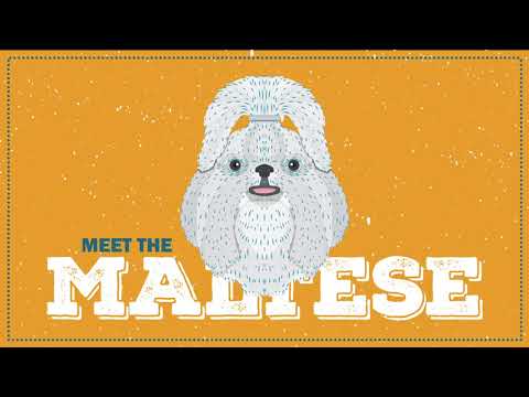 Maltese | CKC Breed Facts & Profile