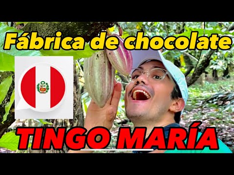Fábrica de chocolate en la selva peruana 🇵🇪 | TINGO MARIA