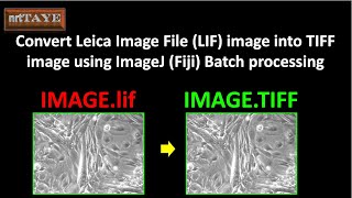 Convert Leica Image File (LIF) into TIFF image using ImageJ (Fiji) batch processing