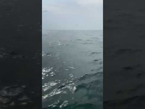 Great White Shark Attack off of San Francisco