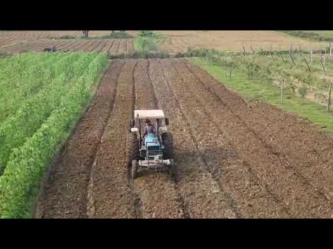 Roça dos Menegol/ Morretes Paraná